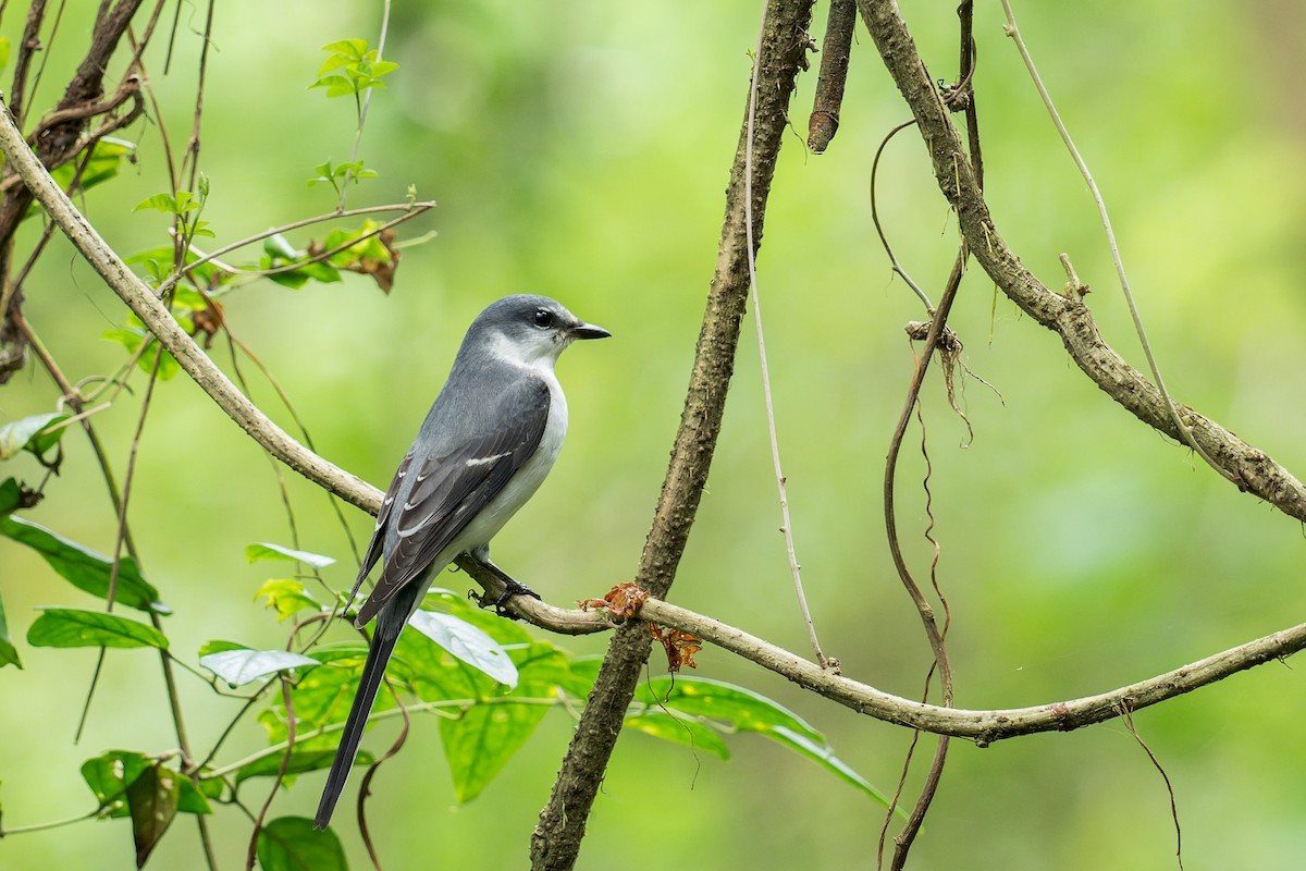 Ashy Minivet - ML643867796