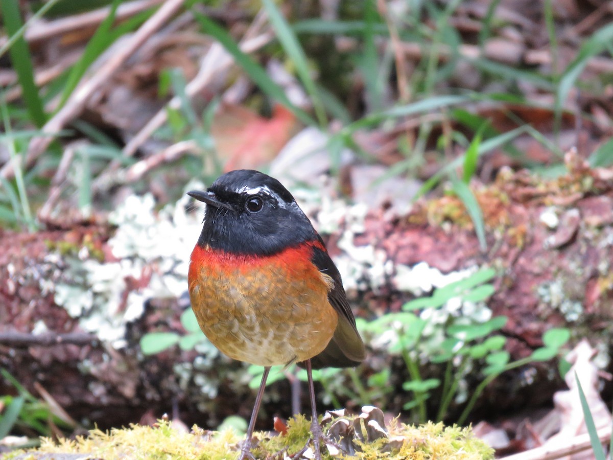 Robin de Johnstone - ML643867807
