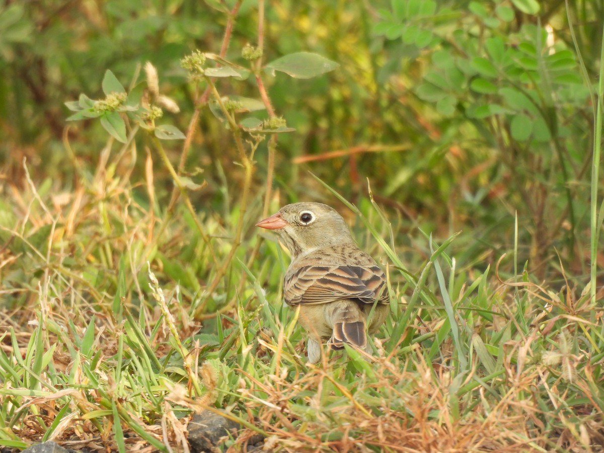 Gray-necked Bunting - ML643867815