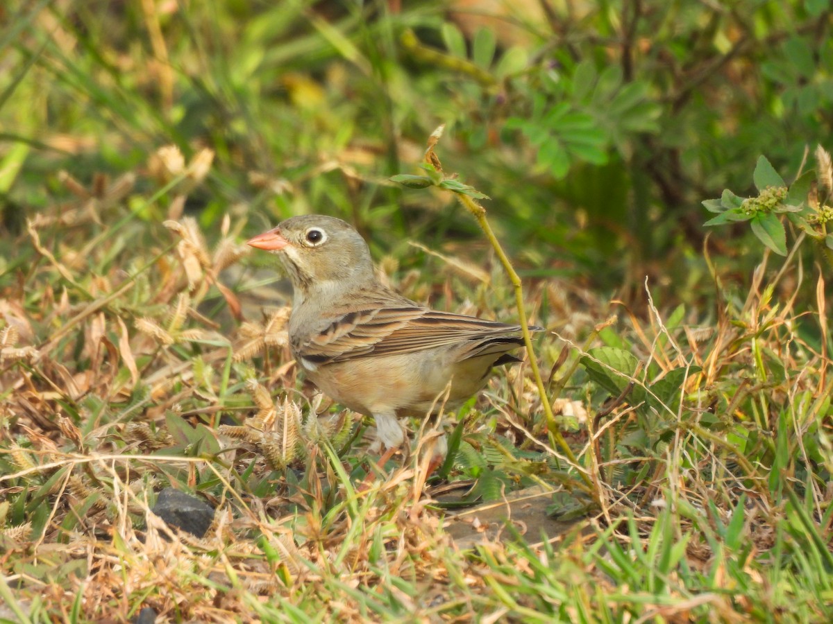 Gray-necked Bunting - ML643867816
