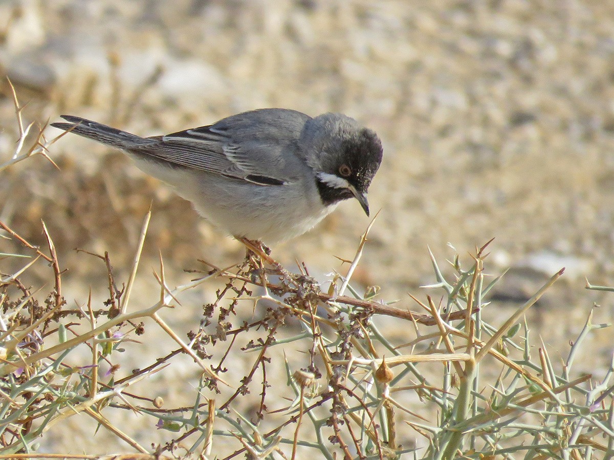 Rüppell's Warbler - ML643867840