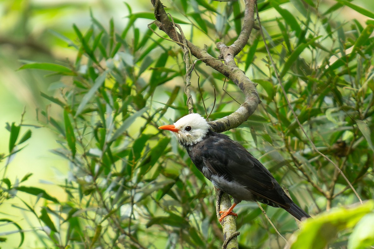 Black Bulbul (leucocephalus Group) - ML643867842