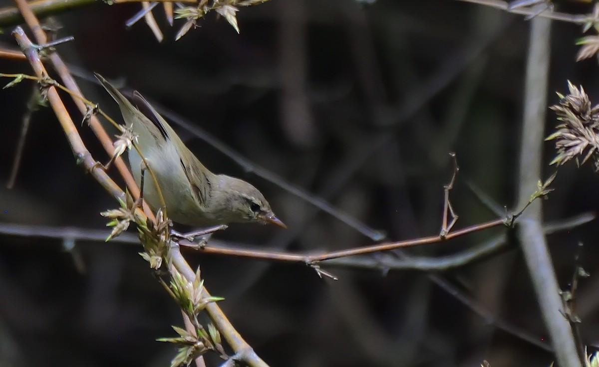 Greenish Warbler - ML643867861