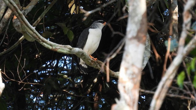 White-browed Hawk - ML643867863