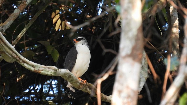 White-browed Hawk - ML643867866