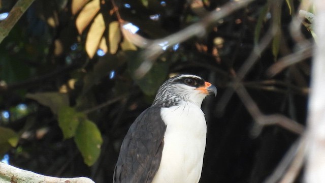 White-browed Hawk - ML643867867