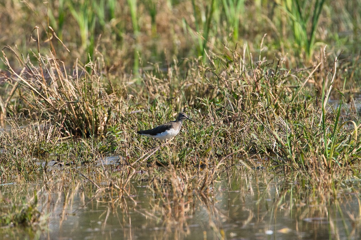 白腰草鷸 - ML643867869