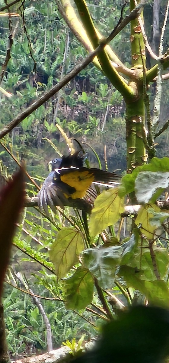 Green-backed Trogon - ML643867872