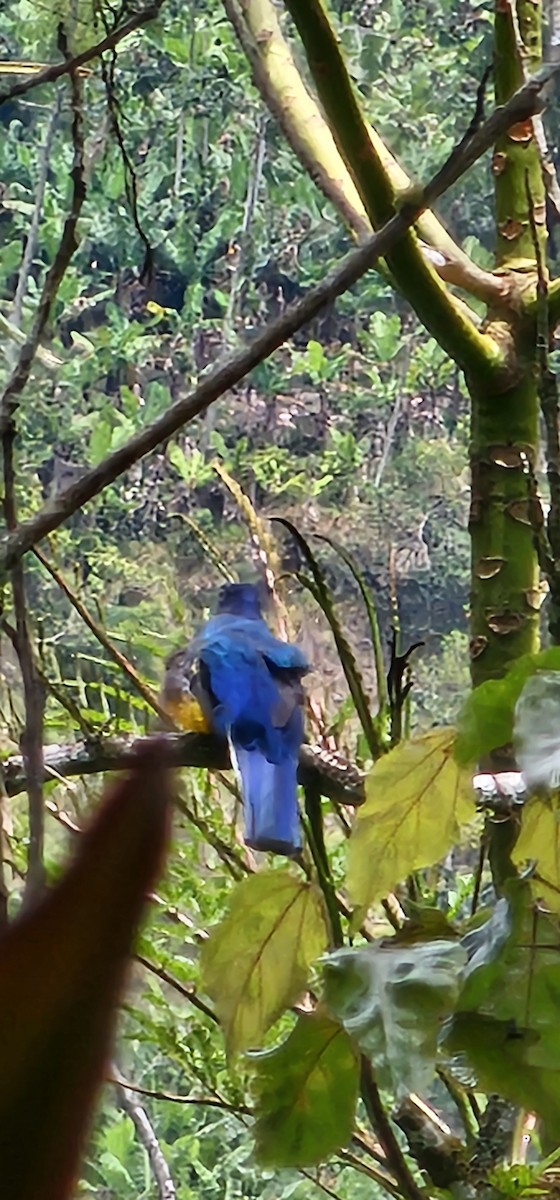 Green-backed Trogon - ML643867873