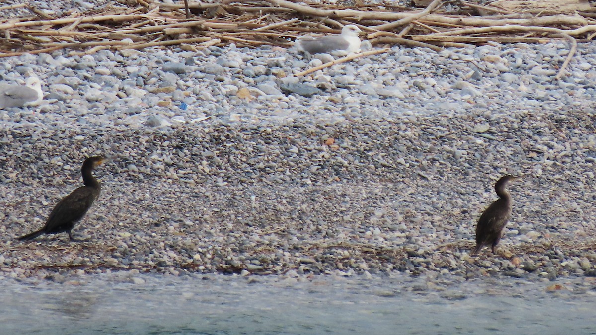 European Shag - Stamatis Zogaris
