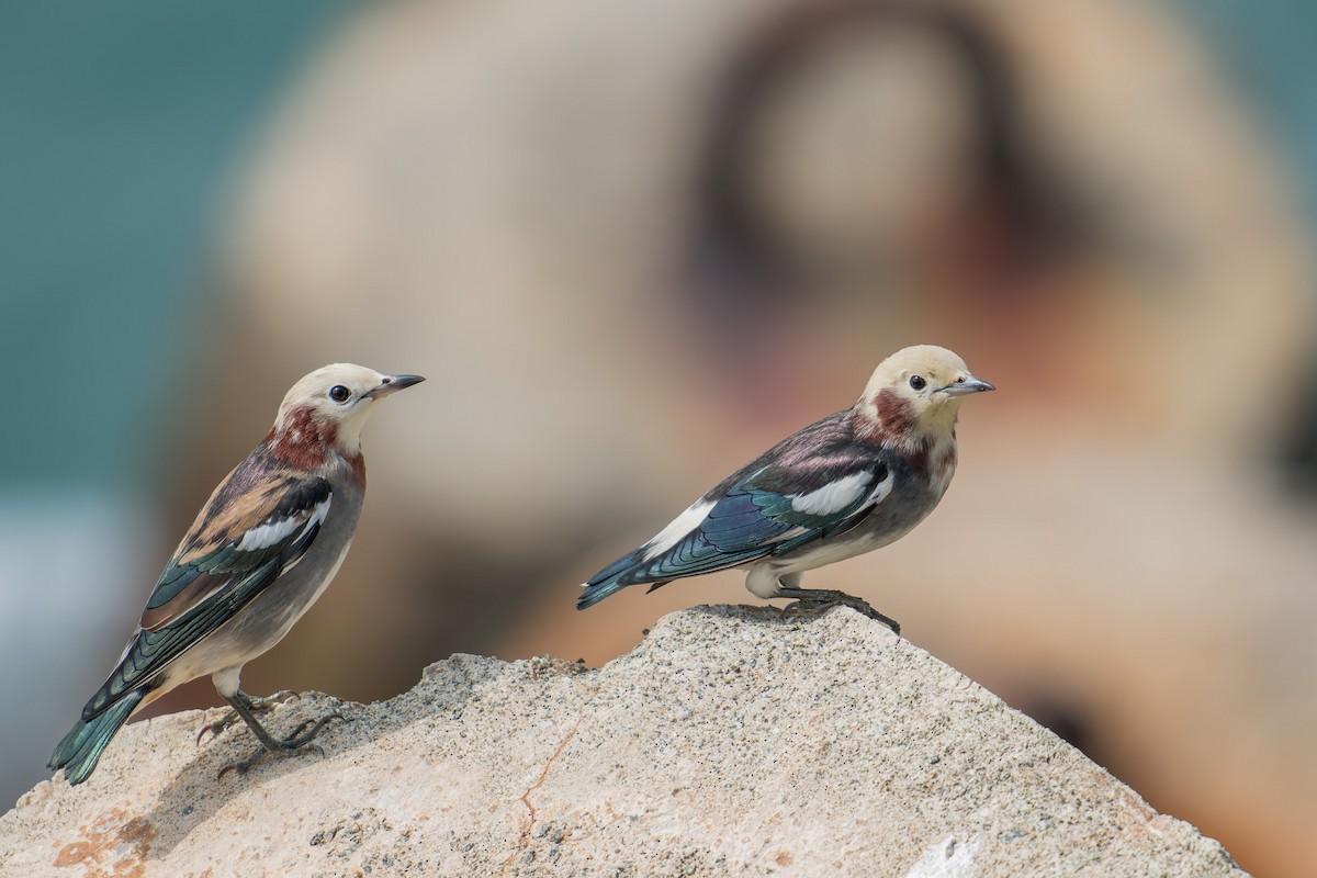 Al Yanaklı Sığırcık - ML643867875