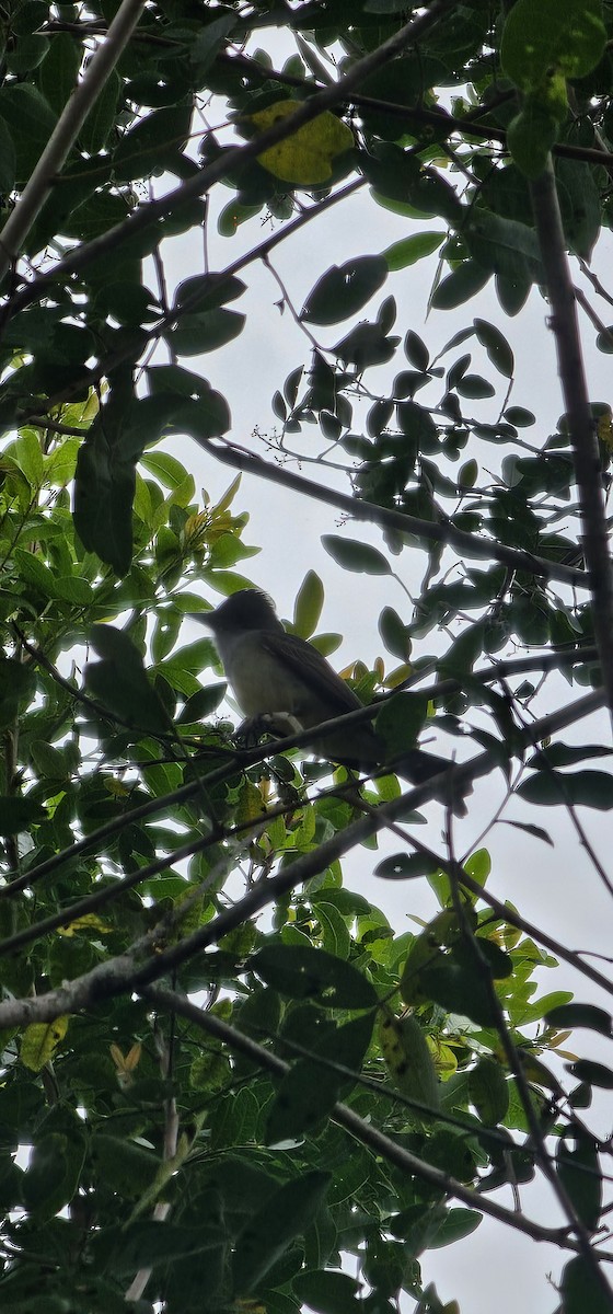 Swainson's Flycatcher - ML643867886