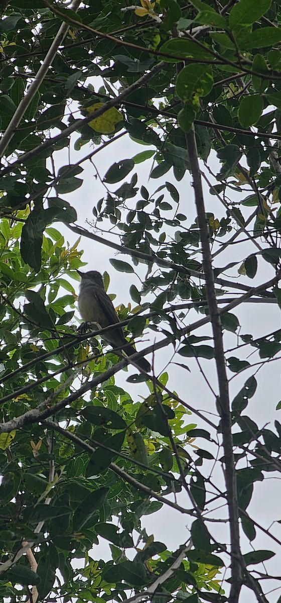 Swainson's Flycatcher - ML643867887