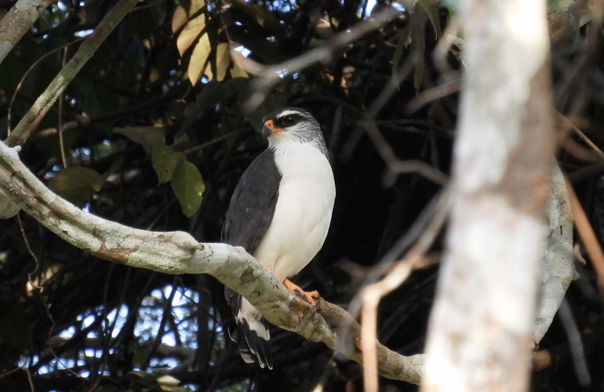 White-browed Hawk - ML643867888
