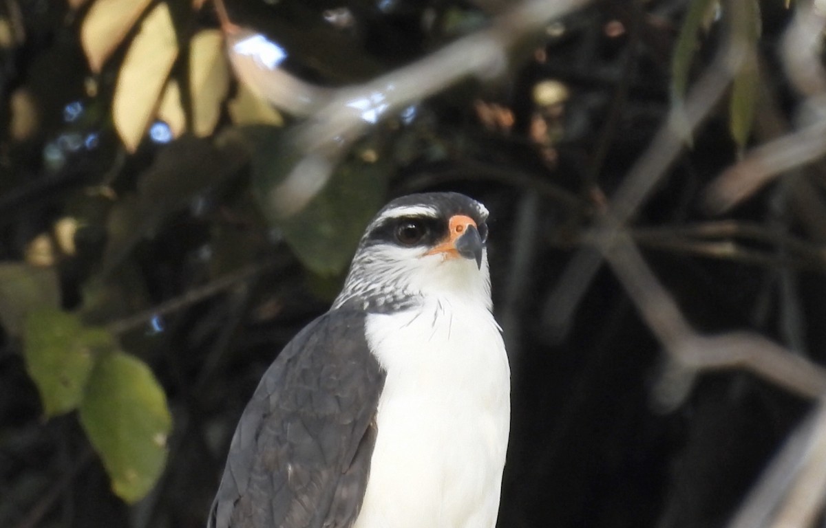 White-browed Hawk - ML643867889