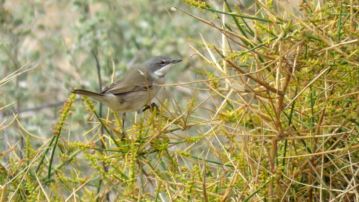 Lesser Whitethroat - ML643867891
