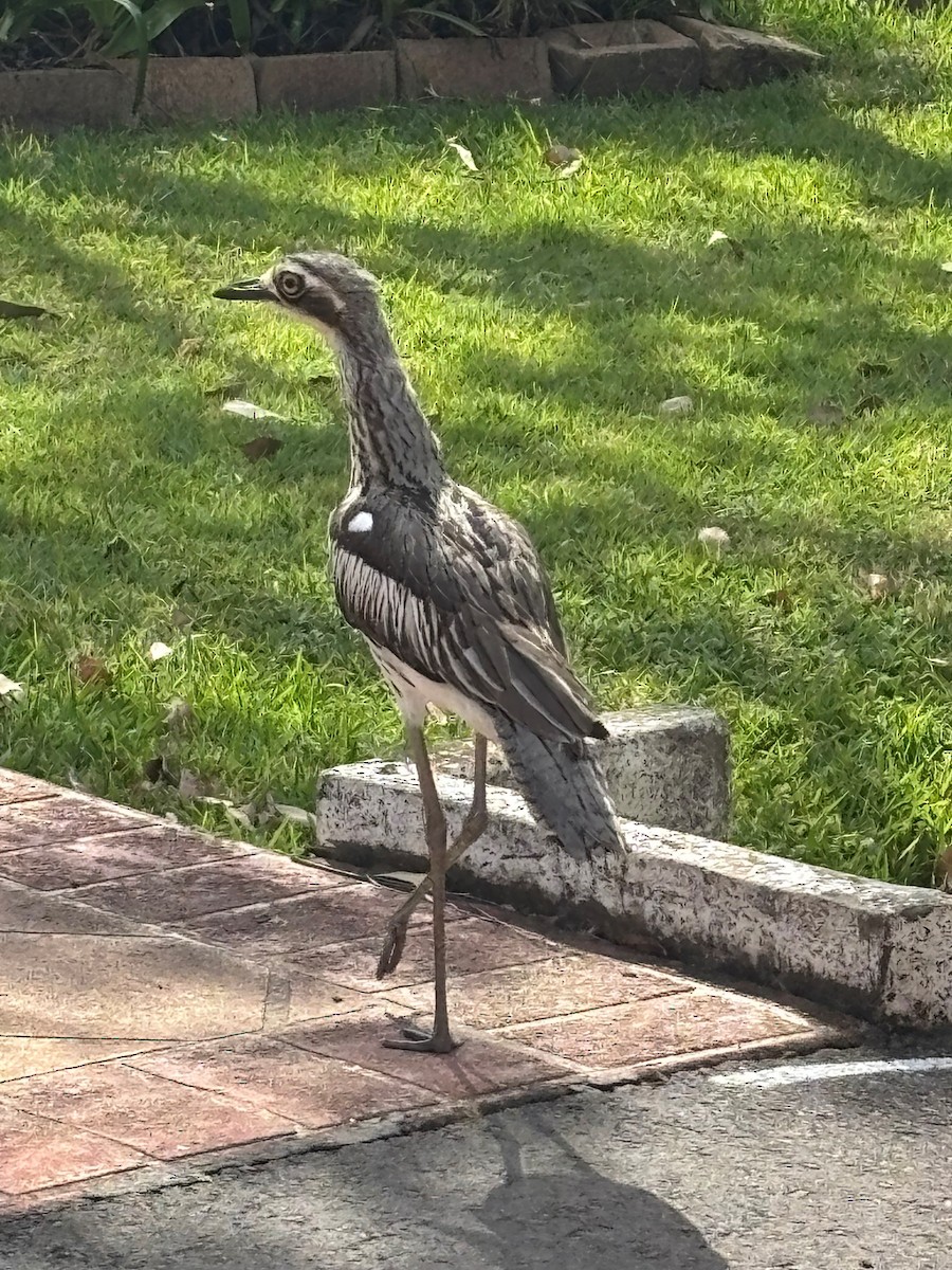 Bush Thick-knee - ML643867897