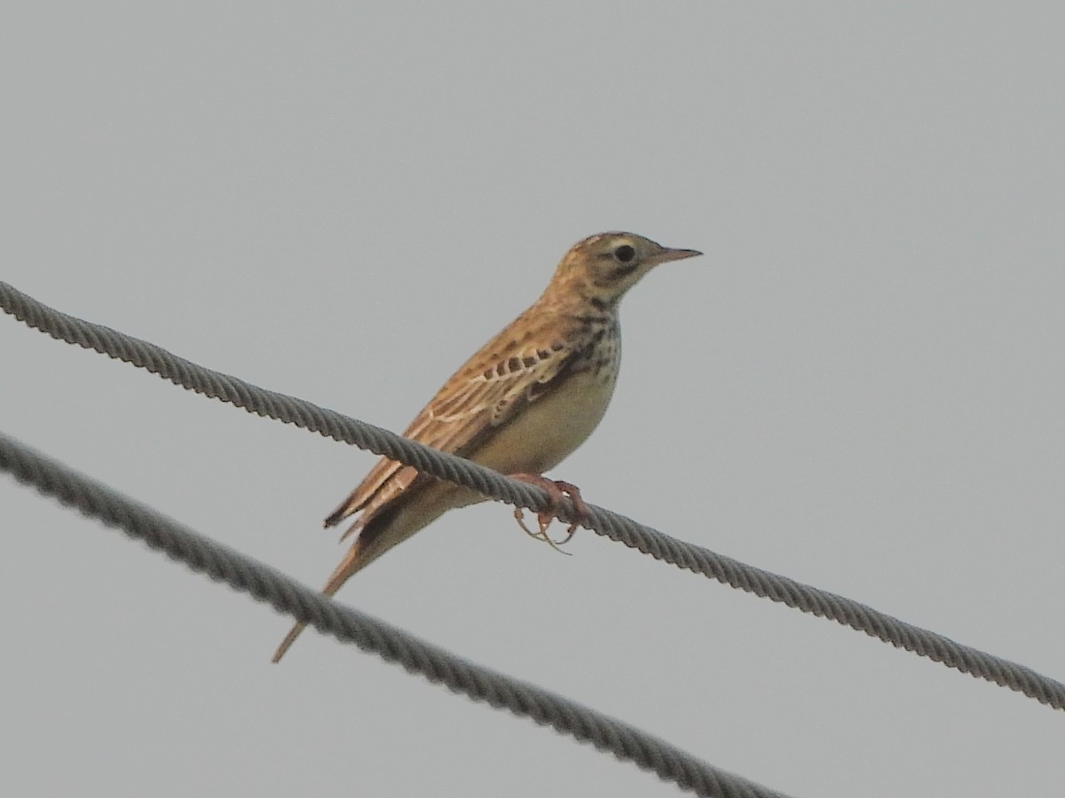 Blyth's Pipit - ML643867907