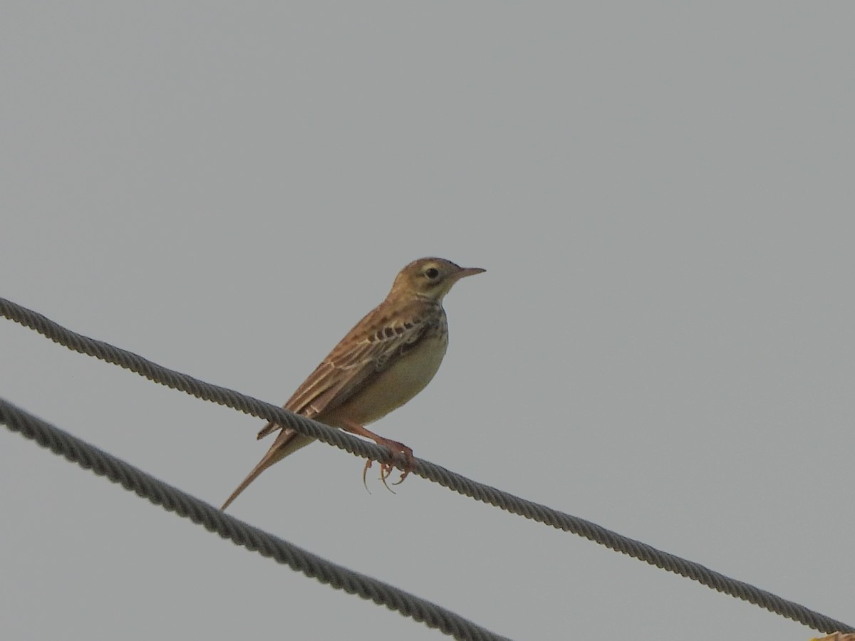 Blyth's Pipit - ML643867908