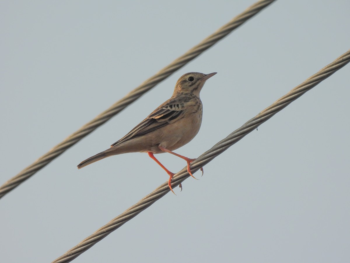 Blyth's Pipit - ML643867909