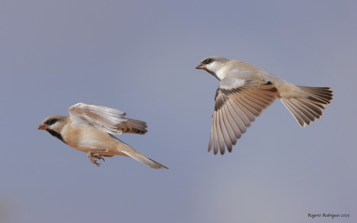 Desert Sparrow - ML643867924