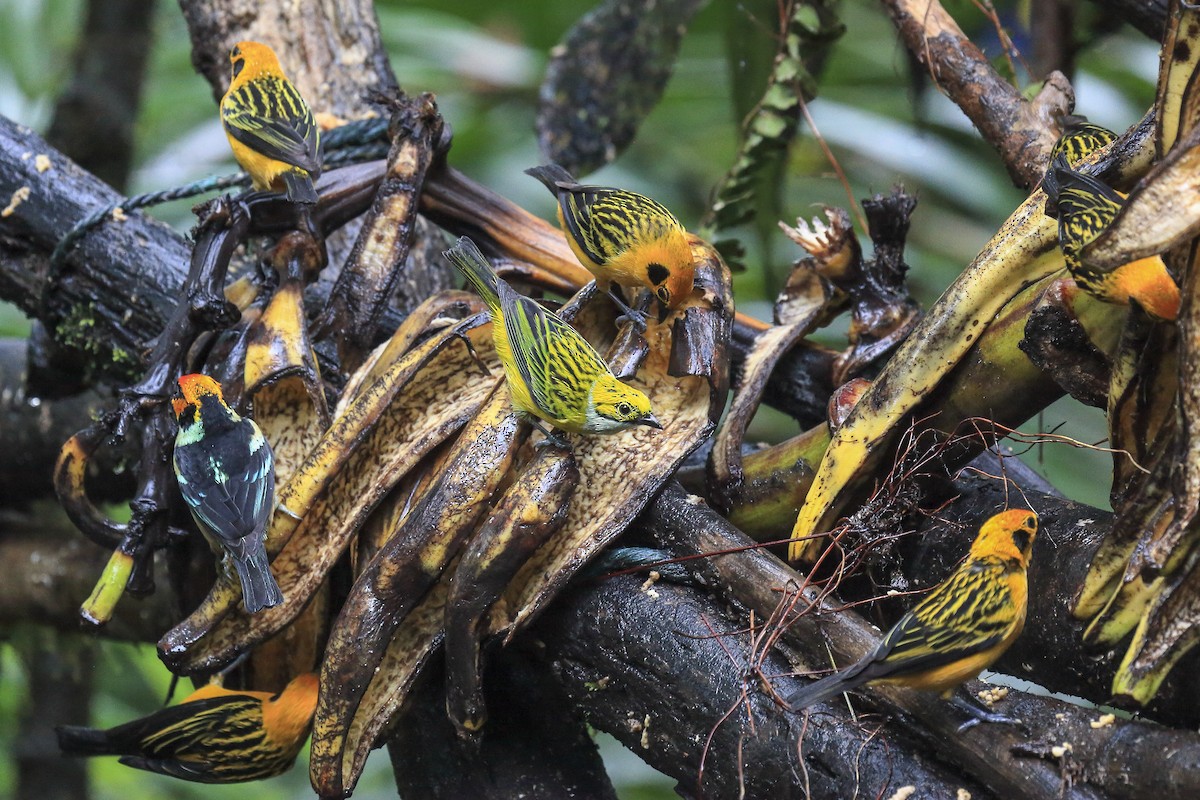 Silver-throated Tanager - ML643867928