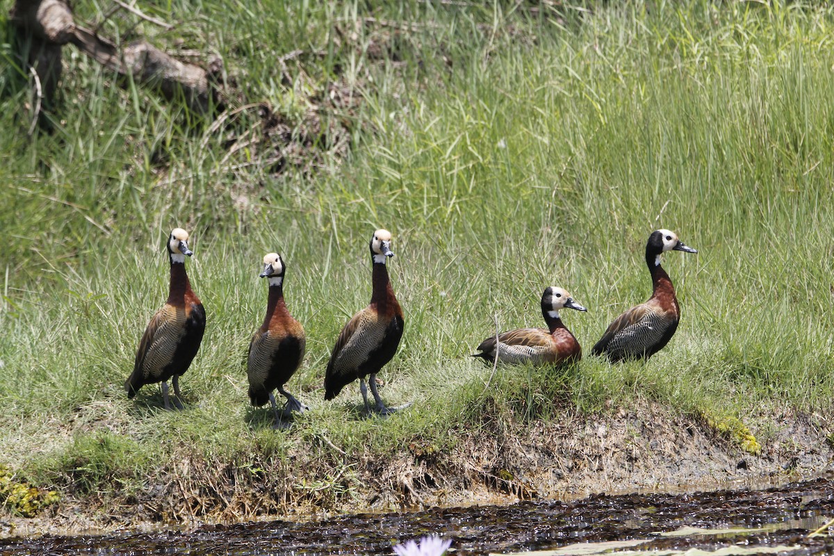 White-faced Whistling-Duck - ML643867933