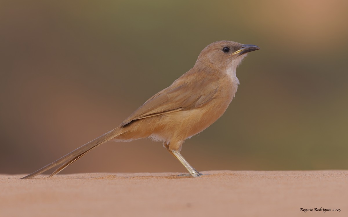 זנבן אפריקני - ML643867939