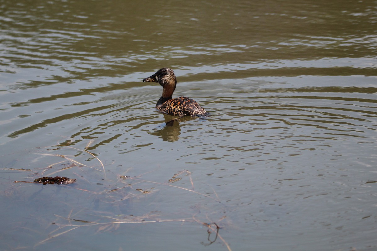 White-backed Duck - ML643867941