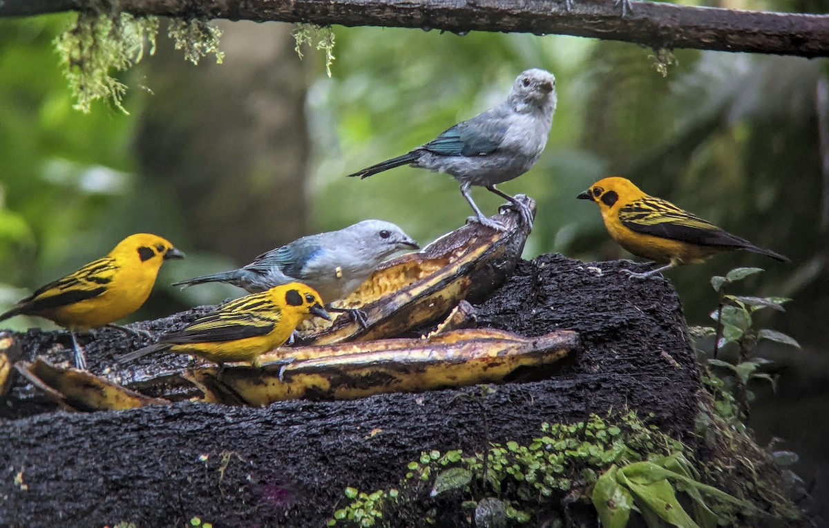Blue-gray Tanager - ML643867943