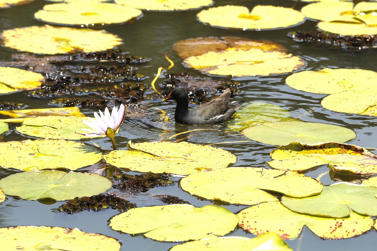 Eurasian Moorhen - ML643867950