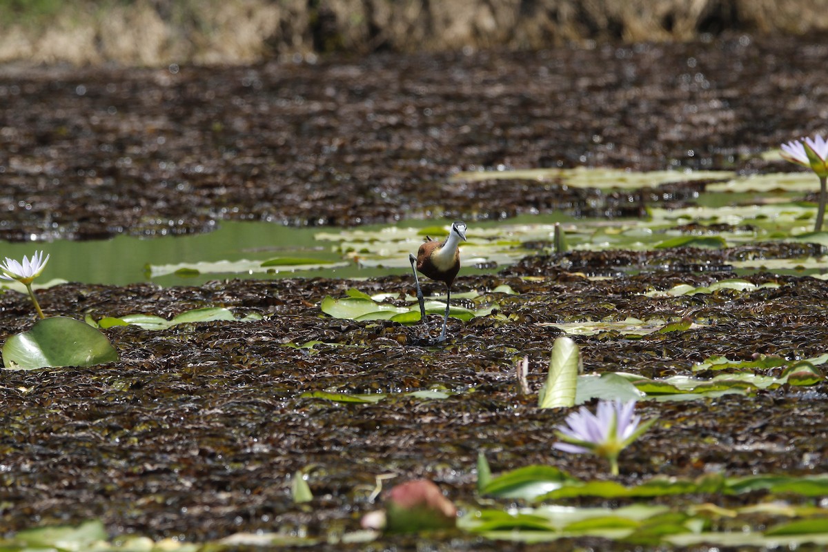African Jacana - ML643867958