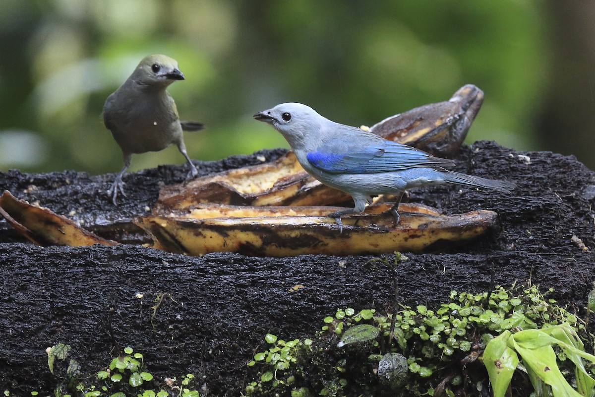Blue-gray Tanager - ML643867961