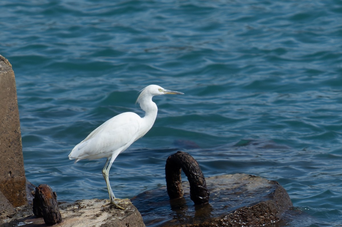Chinese Egret - ML643867966