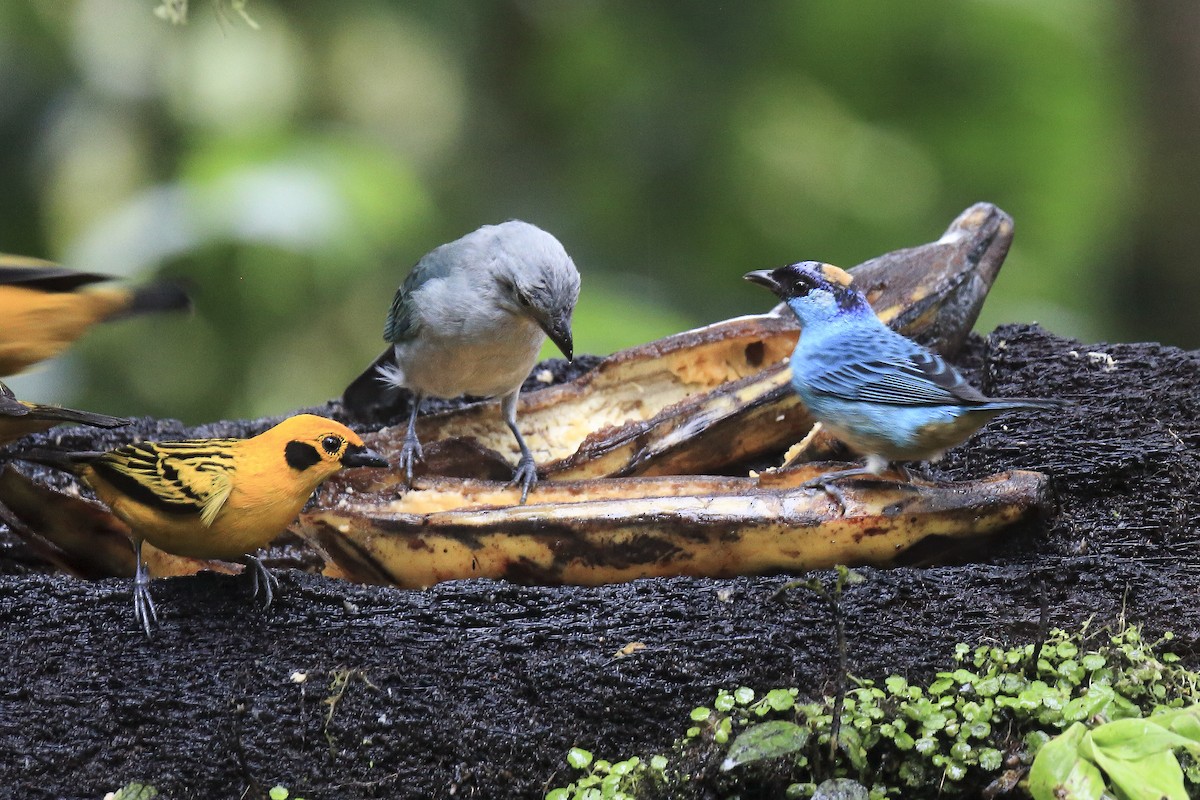 Golden-naped Tanager - ML643867986
