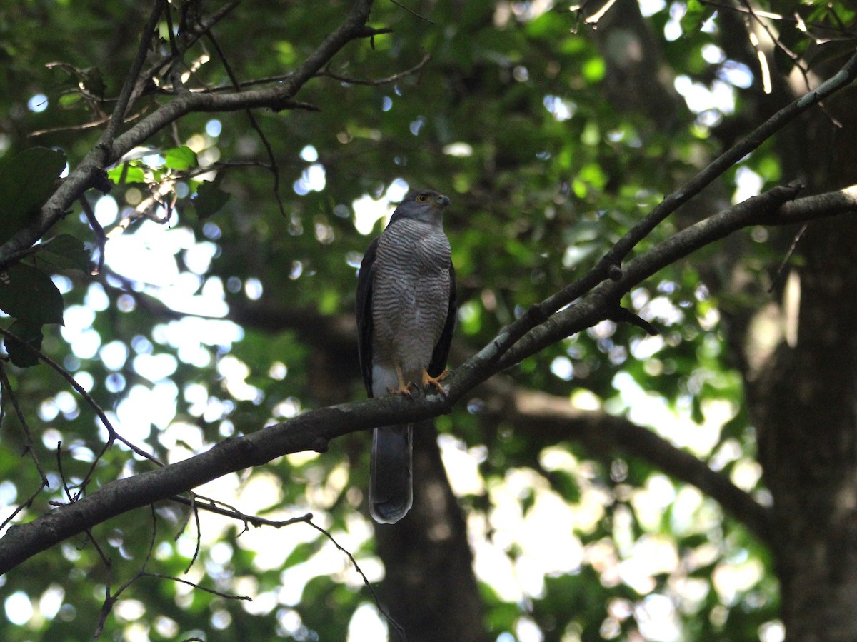 African Goshawk - ML643868009