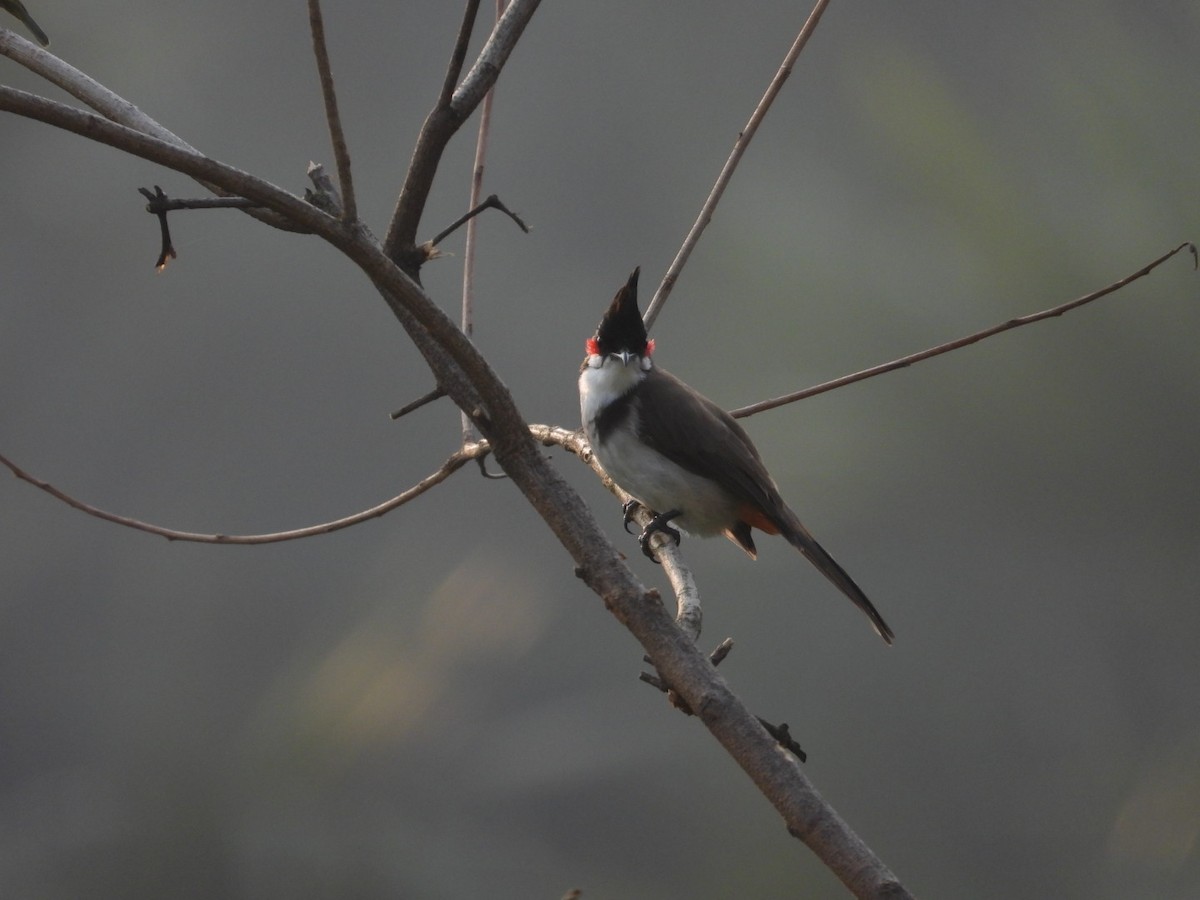 Red-whiskered Bulbul - ML643868011