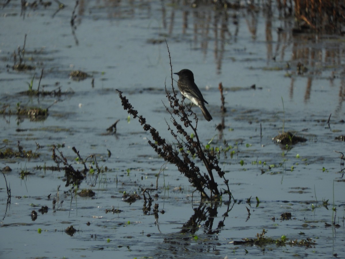 Black Phoebe - ML643868016