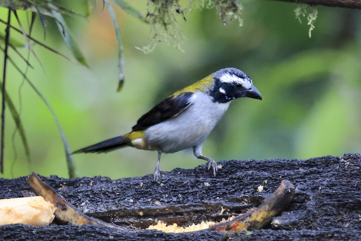 Black-winged Saltator - ML643868017