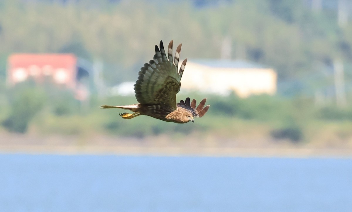 Eastern Marsh Harrier - ML643868024