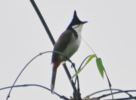 Red-whiskered Bulbul - ML643868041