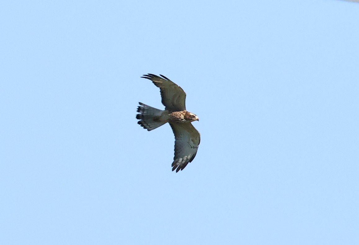 Eastern Marsh Harrier - ML643868042