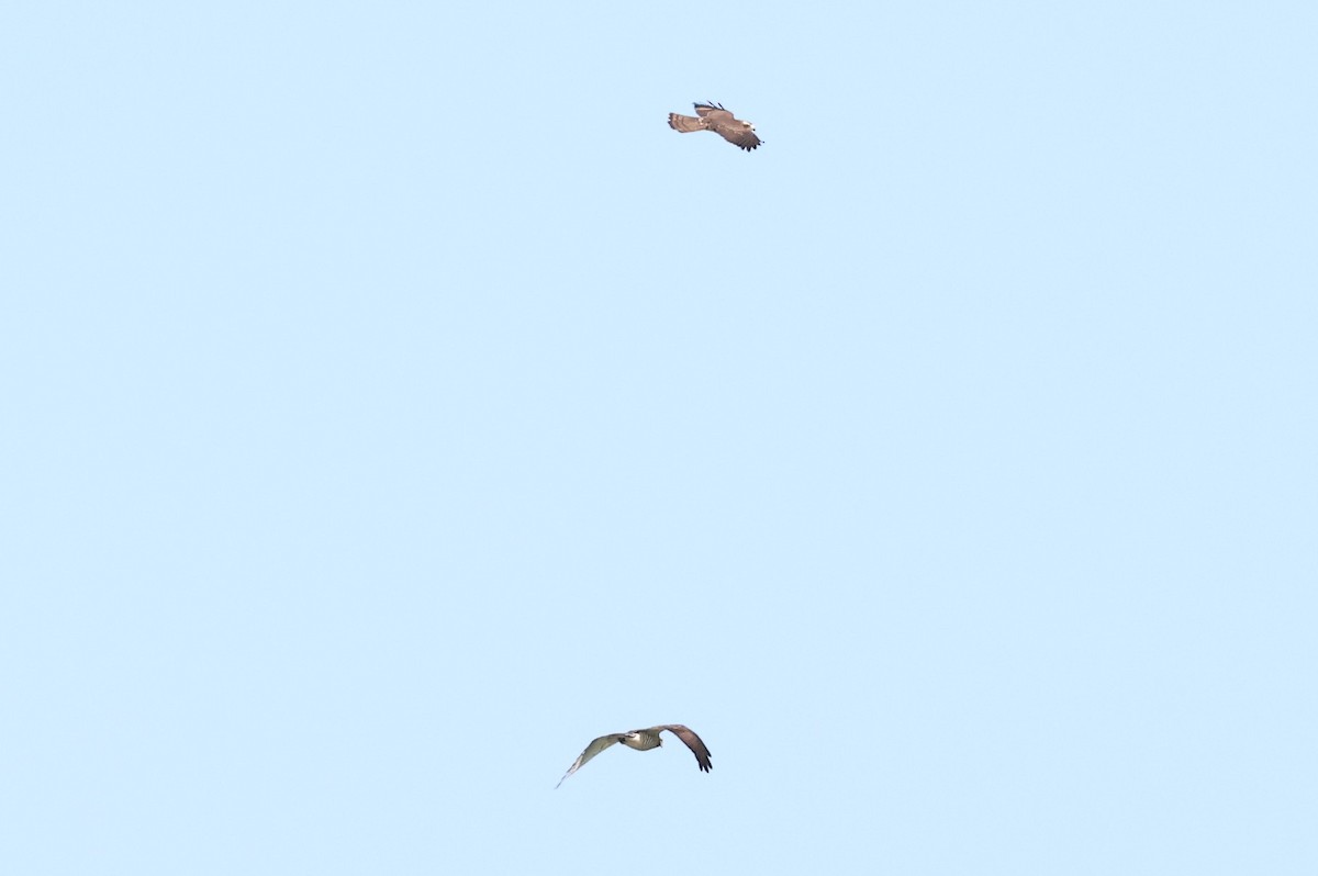 Eastern Marsh Harrier - ML643868055