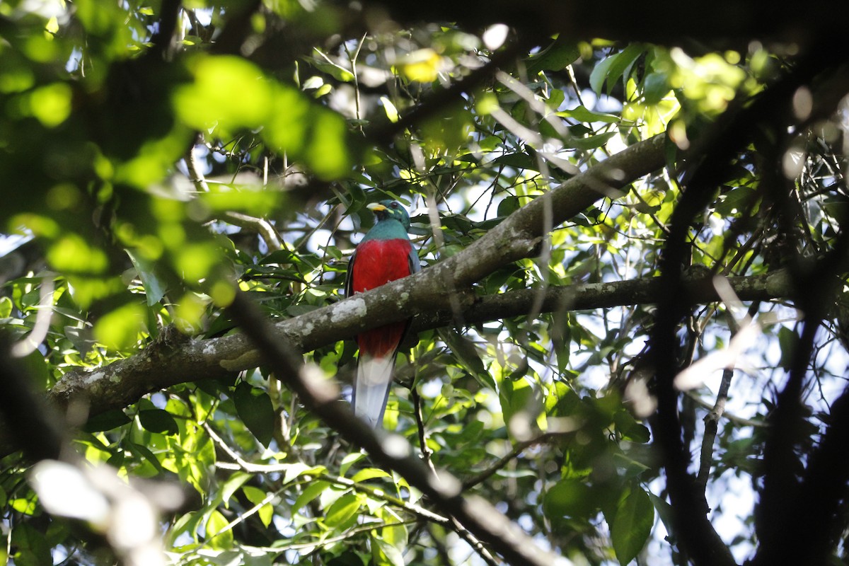 Narina Trogon - ML643868056