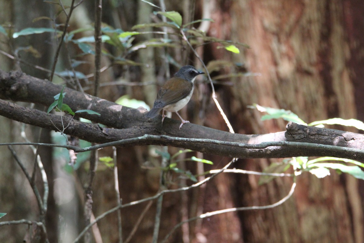 マミジロムジヒタキ - ML643868065