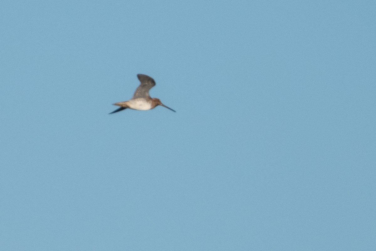Wilson's Snipe - ML643868078