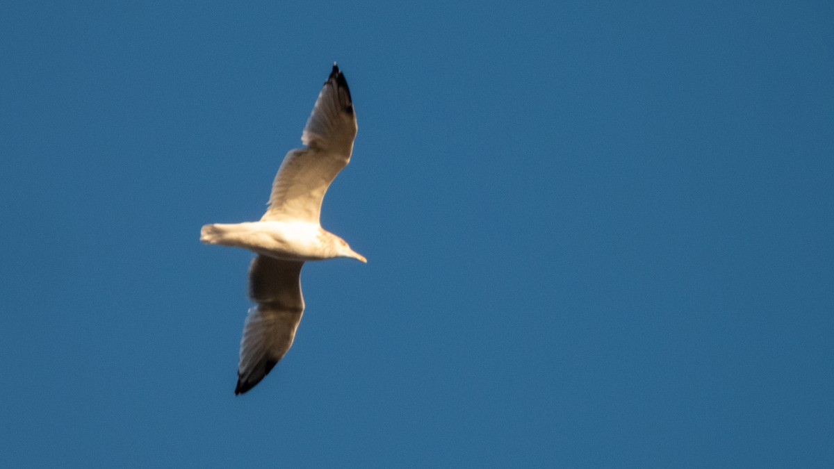 American Herring Gull - ML643868080
