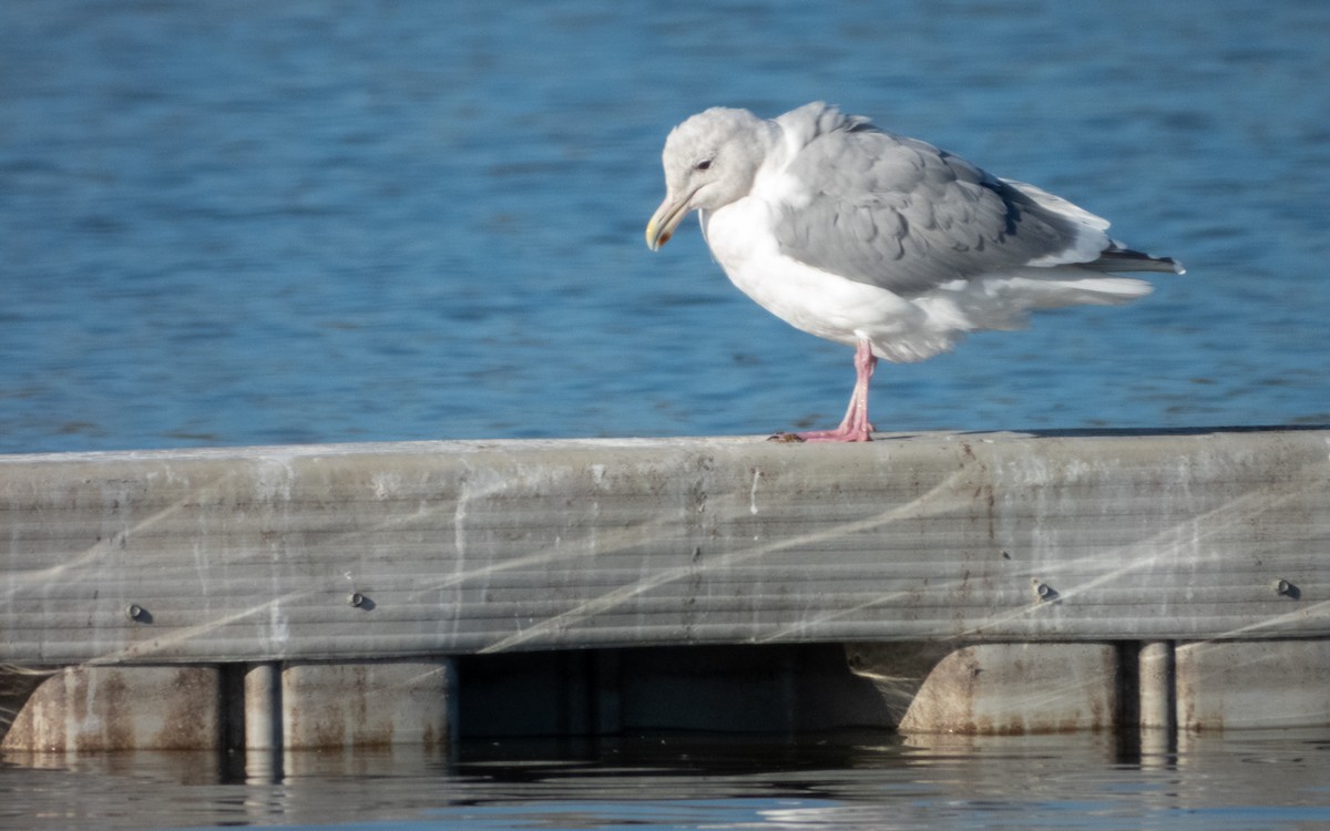 American Herring x Glaucous-winged Gull (hybrid) - ML643868088