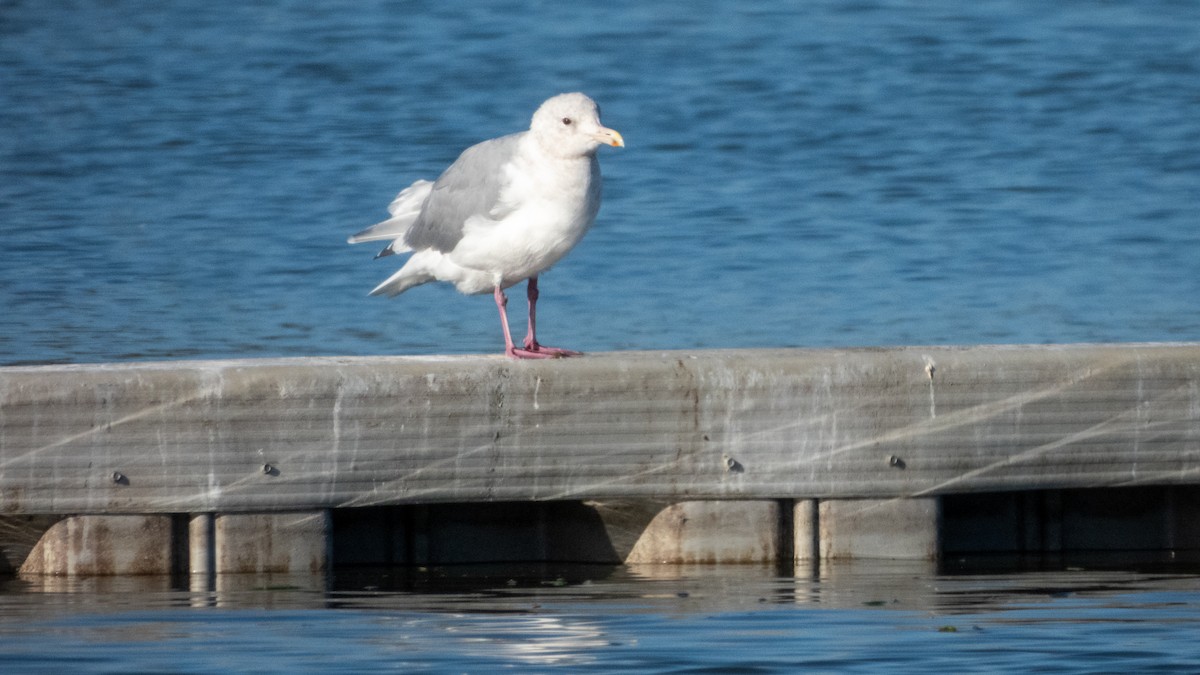 American Herring x Glaucous-winged Gull (hybrid) - ML643868089