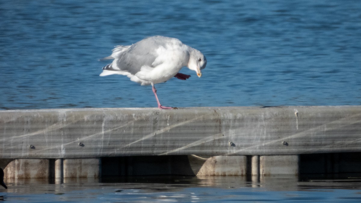 American Herring x Glaucous-winged Gull (hybrid) - ML643868090